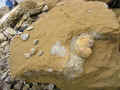 P5080700-u2-720-u0.5t2-q30.jpg (82943 bytes)